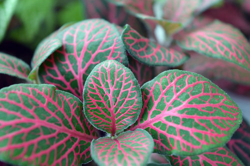 Fittonia